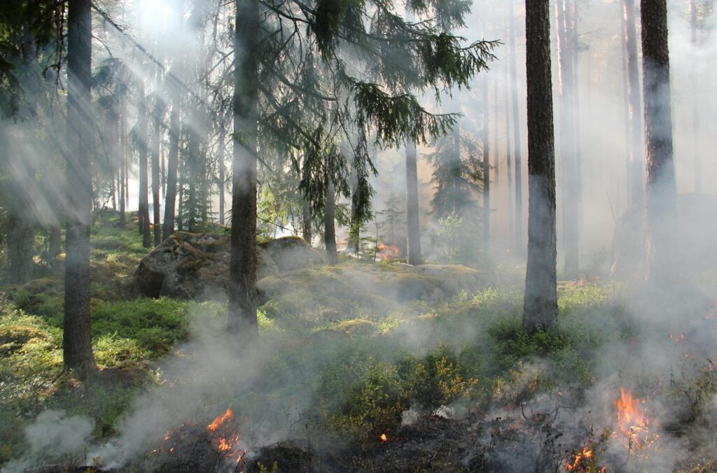 A smoky forest fire captured in the wilderness with burning trees and dense smoke.