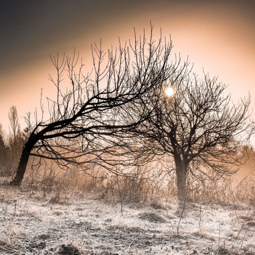 Frost-covered trees create a striking silhouette against a warm sunrise backdrop in a winter field.